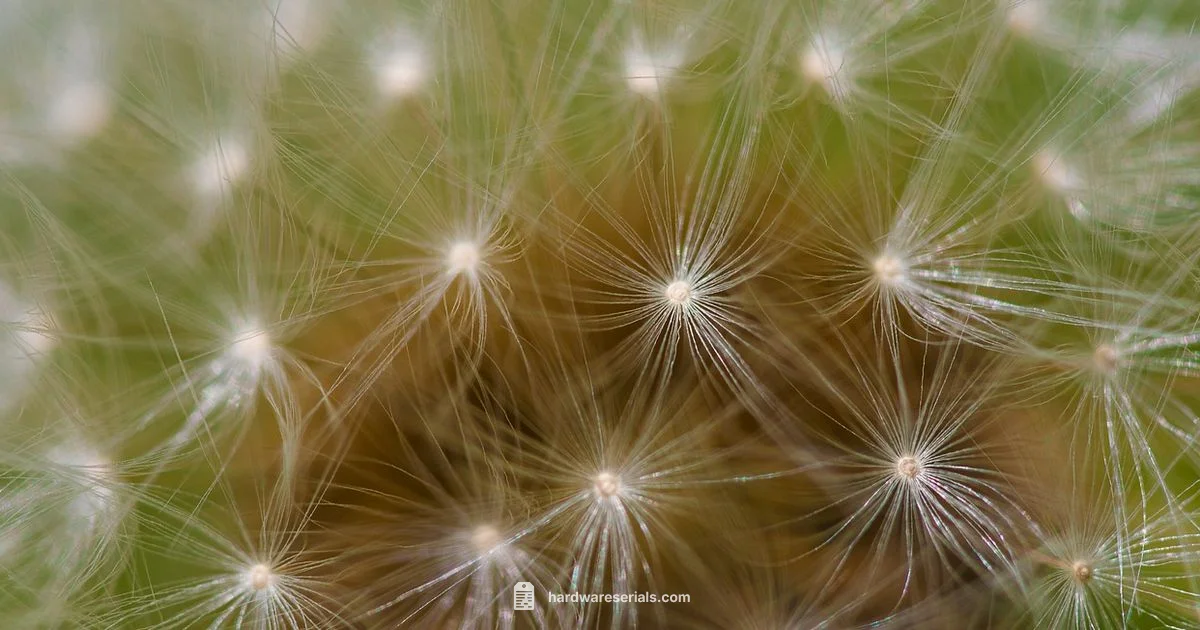 Serial Number Look Serial Number Look - Hardware Serials