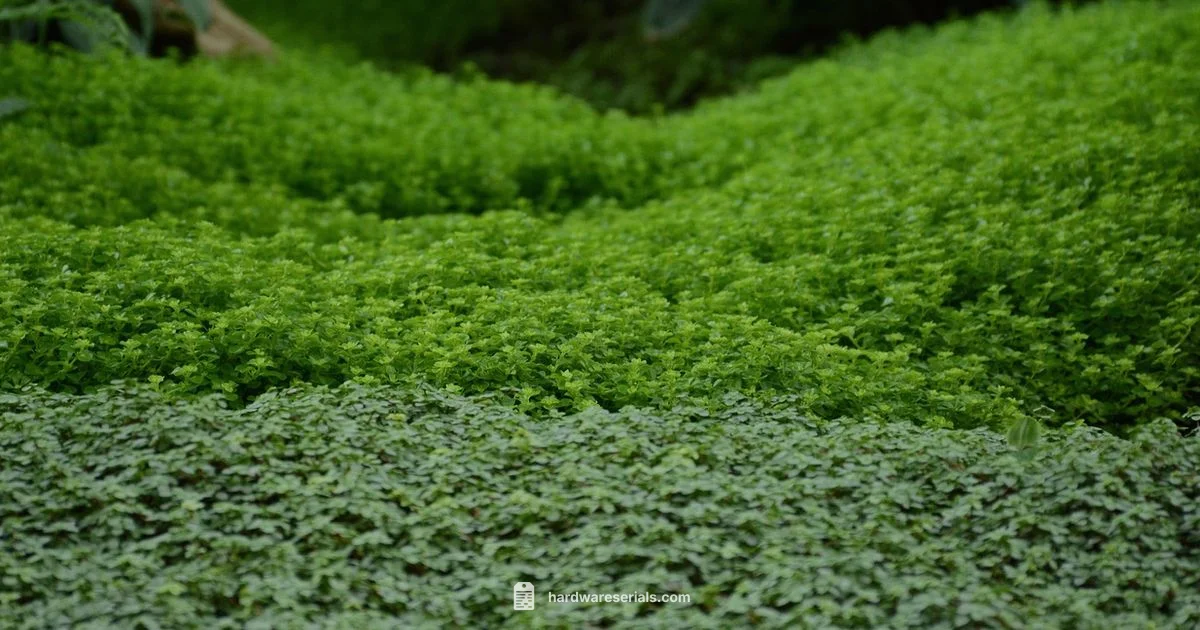 Fridge Serial Lookup - Hardware Serials