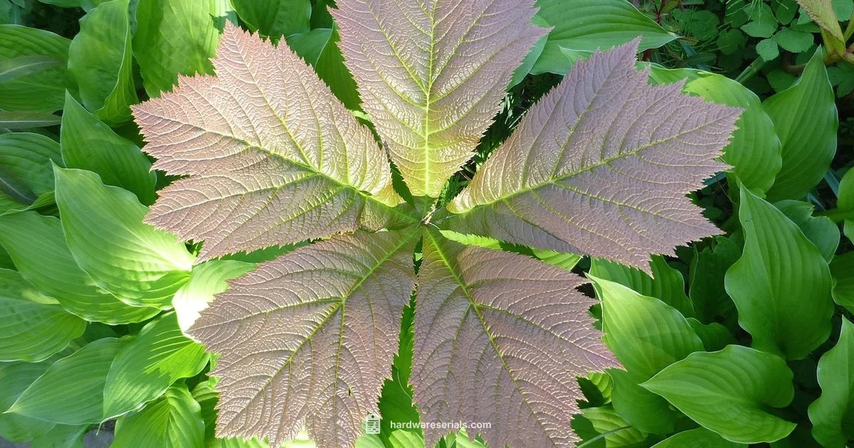 Five Note Serial Value - Hardware Serials